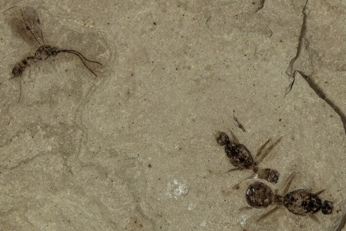 Detailed Fossil Robber Fly and Ants - Green River Formation #356681